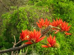 red flowers are blooming on a tree branch in front of some green trees and bushes