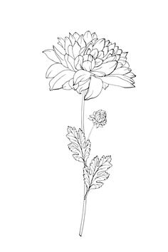 Crisanthiums Flower Drawings, Crysanthemum Tattoo Simple Line, Crisamthmum Tattoo, Chrysanthemum Flowers Tattoo, Crysanthemum Tattoo Drawing, Mums Flowers Drawing