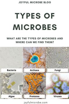 different types of microbes and what are the types of microbes and where can we find them?