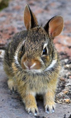 a small rabbit sitting on top of a rock