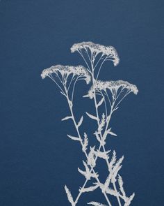 two white flowers on a blue background with the words, plant life written below them