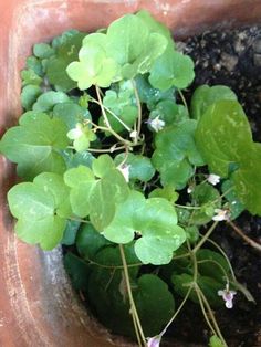 a potted plant with green leaves and flowers growing out of it's center