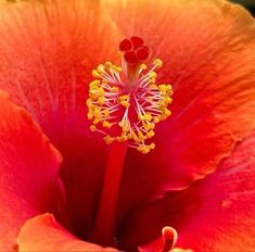 the inside of a red flower with yellow stamens