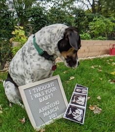 a dog sitting in the grass next to a plaque with pictures on it and another sign