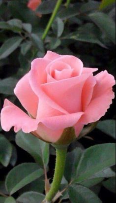 a single pink rose with green leaves in the background