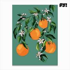 an illustration of oranges on a branch with leaves and flowers