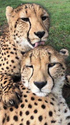 two cheetah laying on the ground with their mouths open