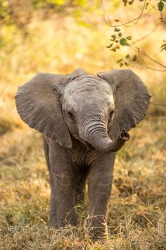 an elephant is standing in the grass with its trunk up and it's eyes closed