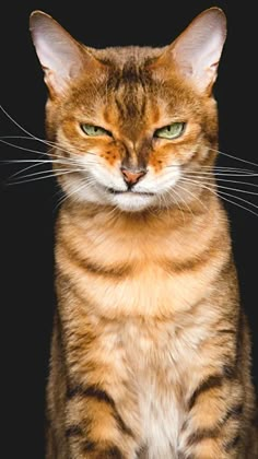 a close up of a cat with green eyes