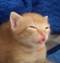 an orange cat laying on top of a blue blanket with its eyes closed and tongue out