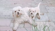 two small white dogs standing next to each other on a stone floor with grass in front of them