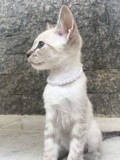 a white kitten wearing a pearl necklace sitting on top of a cement floor next to a stone wall