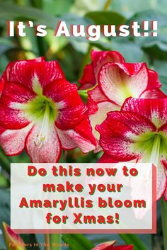 red and white flowers with the words do this now to make your amaryllis bloom for xmas