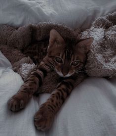 a cat laying on top of a bed covered in blankets