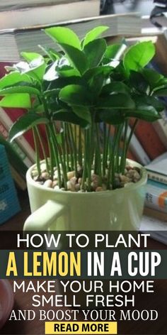 a potted plant sitting on top of a table next to books and a cup