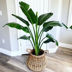 a large plant in a wicker basket on the floor