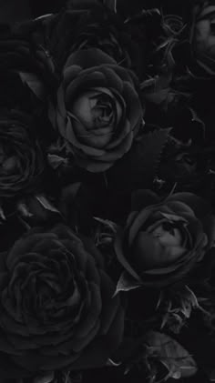 black and white photograph of roses with leaves in the foreground, taken from above