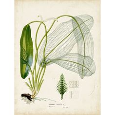 Small Tropical Grass II Poster Print - Studio Vision-VARPDX151299D Image 1 Aponogeton Madagascariensis, Illustration Botanique, Scientific Illustration, Botanical Drawings, Plant Illustration, Leaf Art, Vintage Botanical, Nature Prints, Botanical Illustration