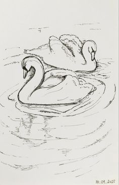 a drawing of two swans swimming in the water