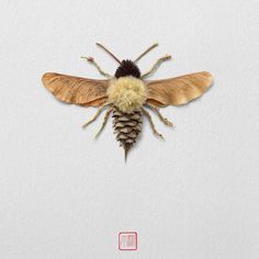 a large insect sitting on top of a white wall next to a pinecone