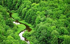 a river running through a lush green forest