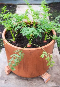 a potted plant with green plants growing out of it