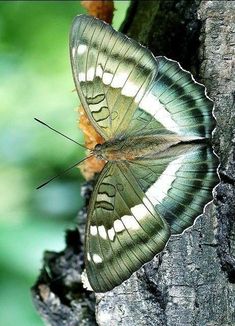 a green and white butterfly sitting on top of a tree