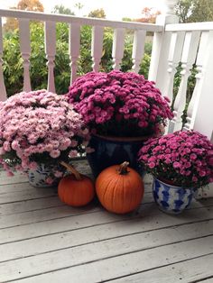 flowers and pumpkins sit on a deck in front of white picket fence, with pink petunias