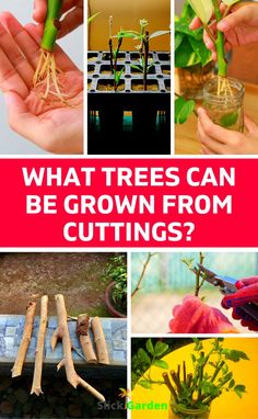 what trees can be grown from cuttings? and how to use them in your garden