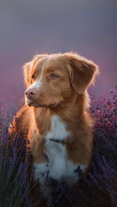 a brown and white dog sitting on top of a field of purple flowers in front of a pink sky