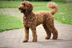 a brown dog standing on top of a brick walkway