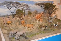 a group of animals that are standing in the dirt near some grass and trees with zebras, giraffes and rhinoceros