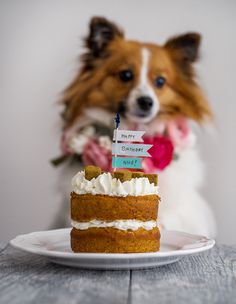 a dog is looking at a cake with a sign on it