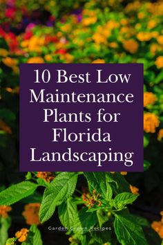 flowers with the words 10 best low maintenance plants for florida landscaping