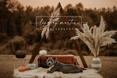 Fall mini session. Photography. Boho Fall Boho Photoshoot Setup, Triangle Arch Fall Photoshoot, Fall Photo Shoot Props, Fall Mini Photoshoot Setup, Fall Photoshoot Set Up, Fall Minis Setup, Homeschool Photoshoot, Fall Picture Set Up Ideas, Outdoor Fall Photoshoot Setup