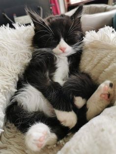 a black and white kitten sleeping on top of a fluffy blanket next to a stuffed animal