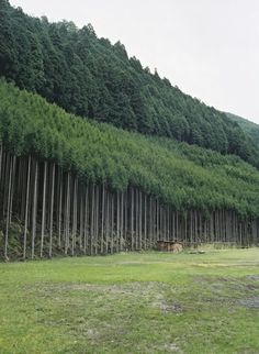 a large group of trees that are on the side of a hill with grass in front of them