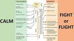 sympathetic and parasympathetic nervous system - Google Search Adrenal Medulla, Dilated Pupils, Digestive Organs, Spinal Cord