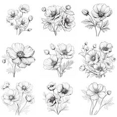 six different types of flowers are shown in black and white, each with an individual's own drawing