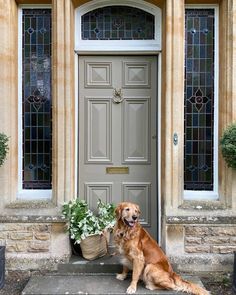 a golden retriever sitting in front of a door with potted plants next to it