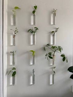 there are many glass bottles with plants in them hanging on the wall next to each other