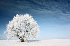 a snow covered tree in the middle of a snowy field with blue sky and clouds