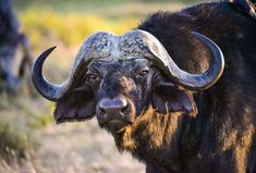 an animal with large horns standing in the grass