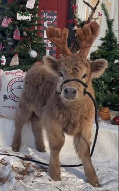 a small brown reindeer standing on top of snow covered ground