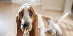 a brown and white dog laying on top of a hard wood floor