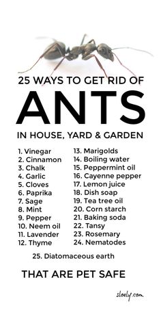 the 25 ways to get rid of ants in house yard and garden