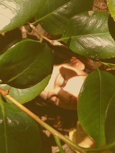 a close up of leaves on a tree