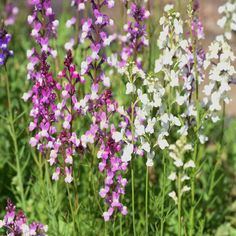 some purple and white flowers are in the grass