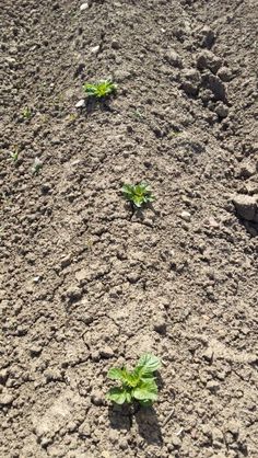 small green plants growing in the middle of an empty dirt field with no leaves on them