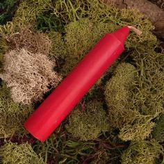 a red tube laying on top of green moss